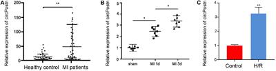 Circular RNA POSTN Promotes Myocardial Infarction-Induced Myocardial Injury and Cardiac Remodeling by Regulating miR-96-5p/BNIP3 Axis